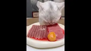 Eat up, eat up ~ #CatLover #FoodieCat #RawMeat #FeedingCats #LittleGreedyCat