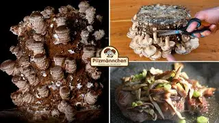 Leckere Shiitake-Pilze selber z&uuml;chten, ernten und genie&szlig;en
