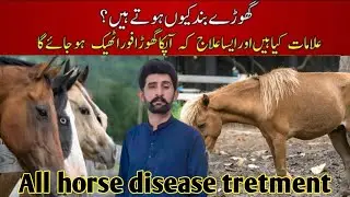 horse tretment all disease || ghoda band Q hota ha ||  گھوڑے بند کیوں ہوتے ہیں