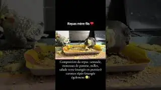 &Agrave; table. #cockatiel #lovebird #perruches # #tamedbird #apprivoisement #calopsitalove #bird