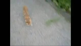 Funny Stray cat fishing! Japan stray cat(Red tabby) desperately chase the mouse toy