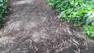 Wowgo All Terrain Electric Skateboard  short dirt ride in  the Presidio.