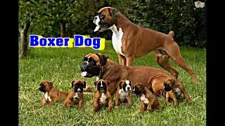 Boxer dog breed information
