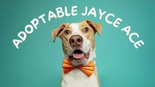 Loving, loyal rescue dog Jayce is looking for forever love!
