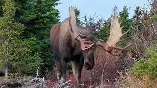 Dandy Bull Moose with a Dead Ear