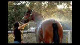 MHU Horse Nutrition Online Course Introduction
