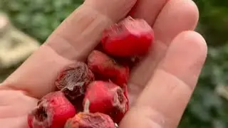 Боярышник! Красивые ягоды! Как посадить?!