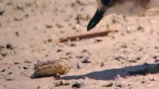 Greater Sand Plover