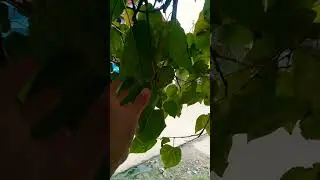 lemonnet