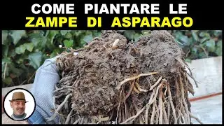 COME PIANTARE LE ZAMPE DI ASPARAGO (plant asparagus legs, planta piernas de espárragos)