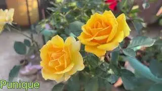 Rose Plant Care In January how to take care rose plant and fertiliser for maximum no of bloom in win