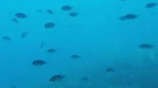 Underwater Wonders of Hurghada: A Glass Boat Adventure 🐠🌊 #Hurghada #GlassBoatTrip Feb'19