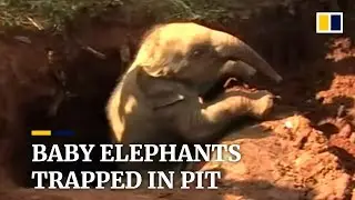 Heavy-lifting equipment helps rescue trapped baby elephants in Sri Lanka