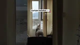 Viejo visillo🤣 #happydog #pastorblanco #pastorsuizo #whiteswissshepherd #cotilleo #window