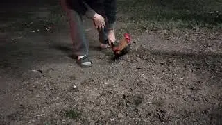 mini rooster alikin