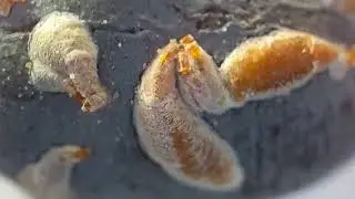Lepidosaphes ulmi scale insects on olive fruits