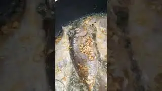 Safi Fish | Arab Food | Arabic Food | Fried Fish #shorts #bestfoodvideos #arabfood #arabicfood