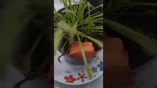 Planta carnivora drosera capensis alba #plantas #carnivora #drosera #plantacarnivora #plants