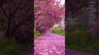 Please watch the romantic cherry blossom rain！#shorts #ai #cure #love #anime