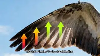 How Bird Wings Create Lift