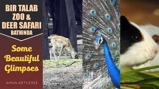 Bathinda Zoo & Deer Safari | Bir Talab | (Some Beautiful Glimpses)