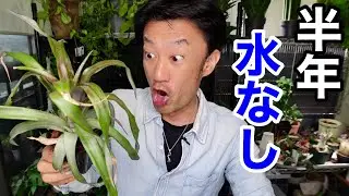 【室内にて】６か月水遣りなしのとんでもないパイナップル　【園芸超人カーメン君】