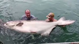 302lb Mekong catfish at Gillhams Fishing Resorts, Thailand.