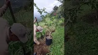 Sembrando Frutales Comida en Todas las Vias P&uacute;blicas de Colombia Vivero Para&iacute;so Hernando Betancourt