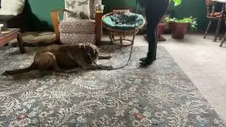 Jet - Counter Conditioning the Bowl