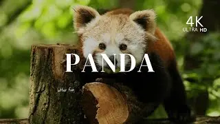 Pandas in 4K Video | Stunning Wildlife Footage | Panda Documentary 4K  With Soothing  Nature Sounds