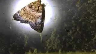 Minsmere Crimson Underwing (Catocala conjuncta)