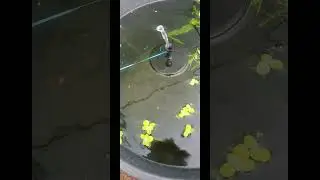 Shrimp 🦐 pond 85lt water horse 🐎 trough +mystery & Ramshorn 🐏 snails 🐌 & plant's 🪴 &solar fountain