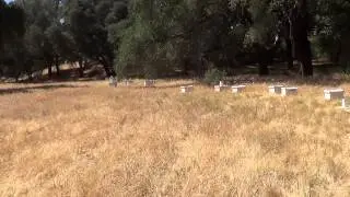 Bee keeping in Orange County with Bee Busters.
