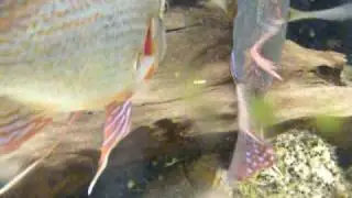 Breeding Geophagus altifrons toncantins