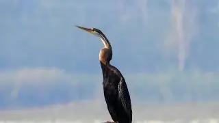 The Oriental darter