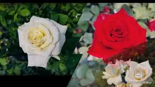 সুজিত নার্সারি ।। শিখরপুর এর প্রসিদ্ধ গোলাপ নার্সারি।।  300 variety of rose collection ।।