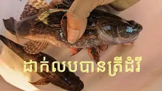 Fishing techniques with foldable net cage / ដាក់លបកំពិសបានទាំងកំពិស បានទាំងត្រីដំរី