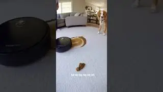 &ldquo;Robot Vacuum FAIL Caught on Camera 💩🤖&rdquo; #RobotVacuumFail #FunnyShorts