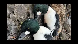 !!!!!!DUCK HUNTING Goldeneye on LAKE CHAMPLAIN!!!!!!