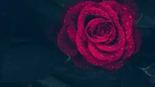 Robert Burns - A Red, Red Rose