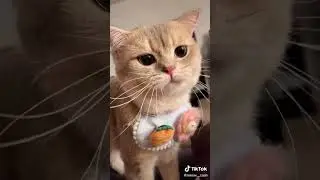 Needy Cat Wants Attention #shorts