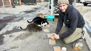 The Sun Comes Out for Kitties