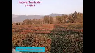 National Tea Garden Shinkiari