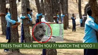 These Trees Talk ! Watch the Video !!