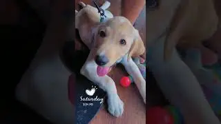 #happytails #doglovers #fypシ゚viral #pets #dogowners #puppy #cute #usa #labradorpuppy #dogs