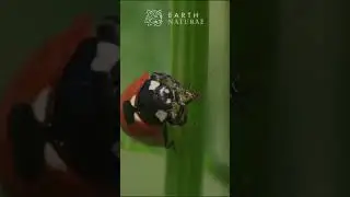 💀The Dark Side of the Ladybug #ladybug #bug #insects #predator #shorts