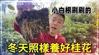桂花焦尖？問題還是在澆水，跟著我這樣做！冬天照樣養好桂花【禪藝綠植工作室】
