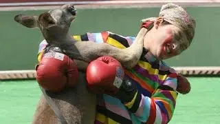 Animal VS Humans