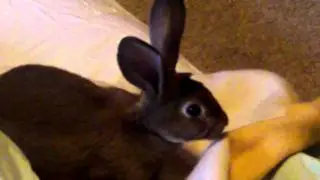 Castor Rex Luna as a Youngster