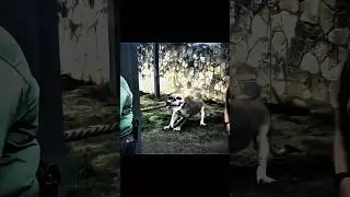 Tiger in Thug of war Vs Lioness 🥶💀